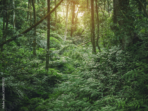 Fototapeta Naklejka Na Ścianę i Meble -  Forest Green Jungle tree Branches Nature background