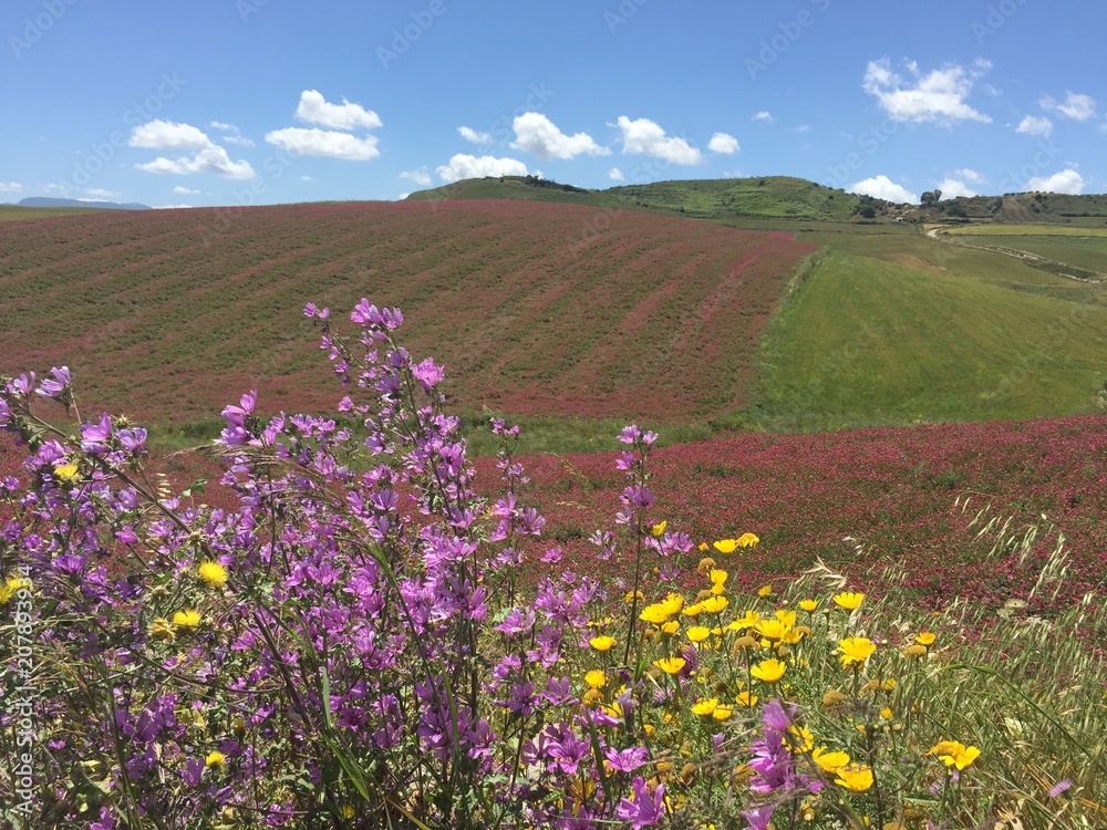 Fototapeta premium Sizilien Pflanzen Blumen