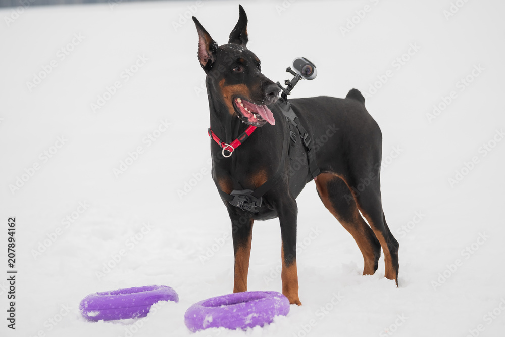 Training and playing with dog Doberman breed on a snowy field in winter Training and playing with dog Doberman breed on a snowy field in winter