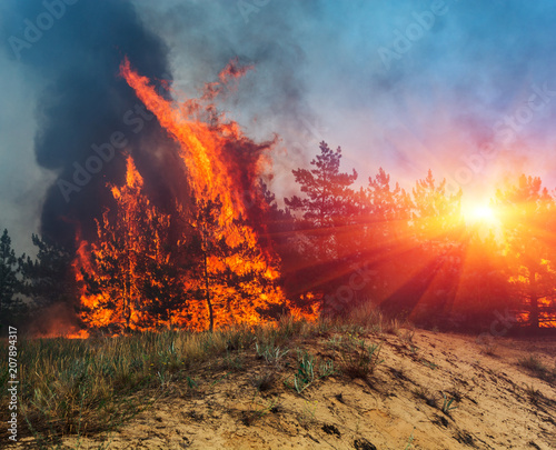 fire. wildfire, burning pine forest in the smoke and flames. © yelantsevv