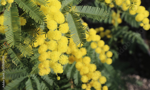 background of blossomed yellow mimosas  flowers photo