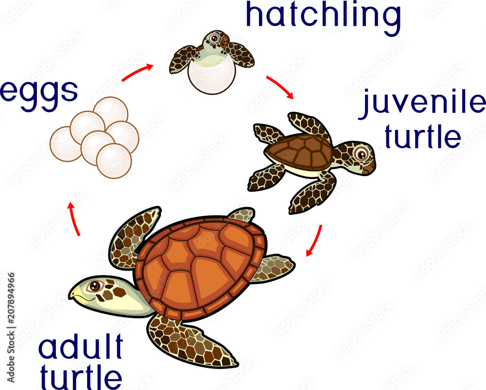 Life Cycle Of Sea Turtle Sequence Of Stages Of Development Of Turtle 