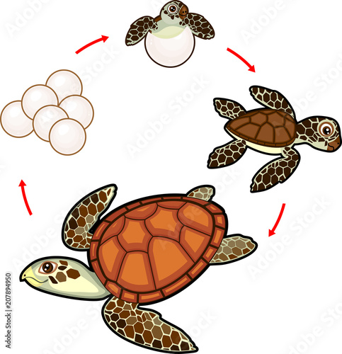 Life cycle of sea turtle. Sequence of stages of development of turtle from egg to adult animal