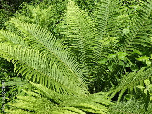 fern in th forest