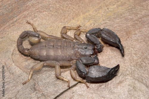 Scorpion, Scorpiops pachmarhicus, Euscorpiidae, Madhya Pradesh © RealityImages