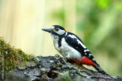 Greater spotted woodpecker (Dendrocopos major) is sitting on a fallen tree trunk