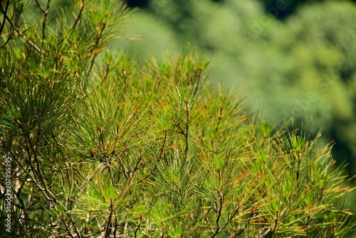 Branch of the pine. Green forest afar.