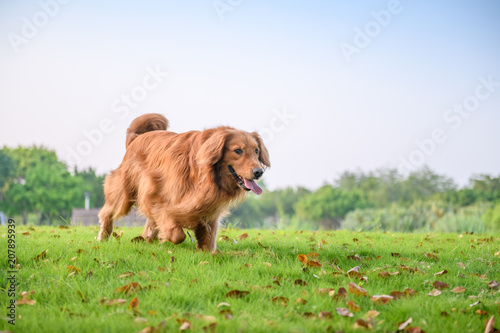 Golden Retriever playing in the park