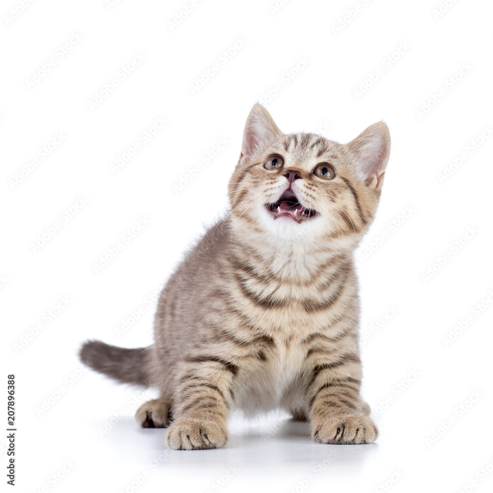 Little cat kitten, isolated on white background