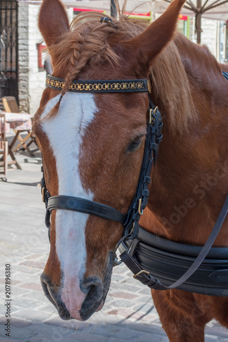 head of a brown horse with a pigtail