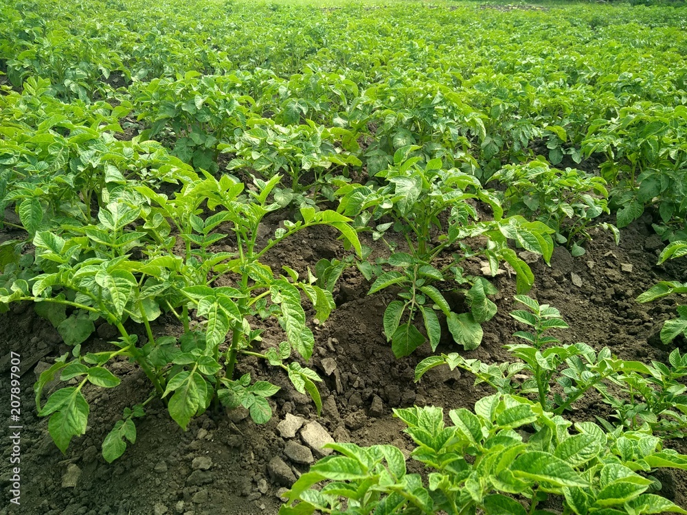 Potato tubers in summer Potato tubers in summer