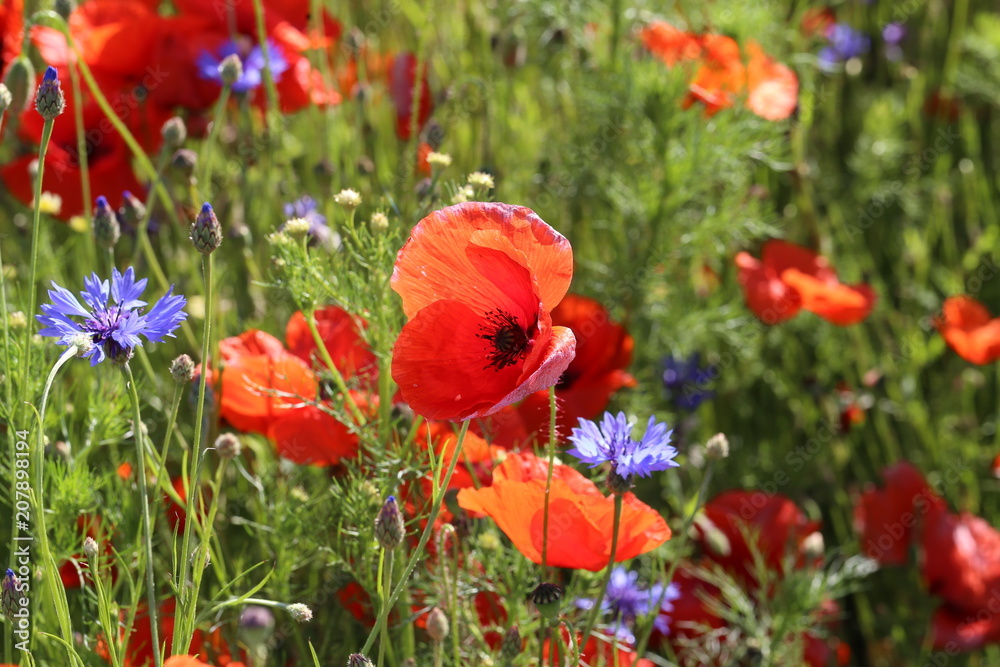 Naklejka premium Red Poppies / Poppy Field