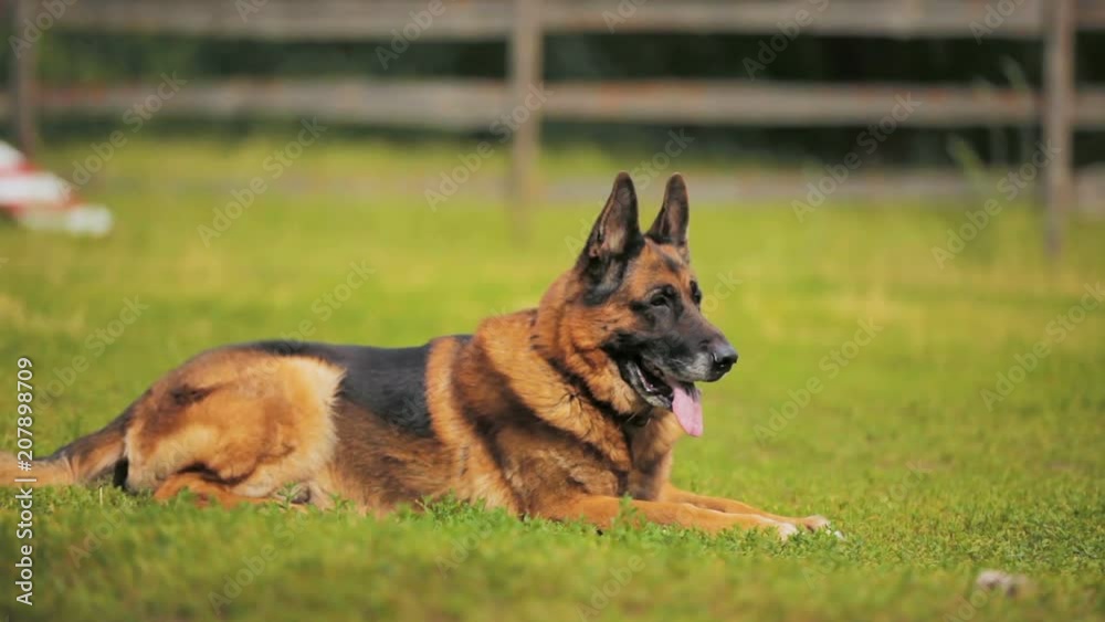 shepherd lays and looks around on stadium grass shepherd lays and looks around on stadium grass