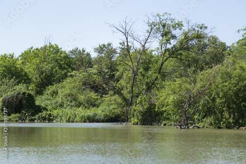 Forest lake under blue cloudy sky