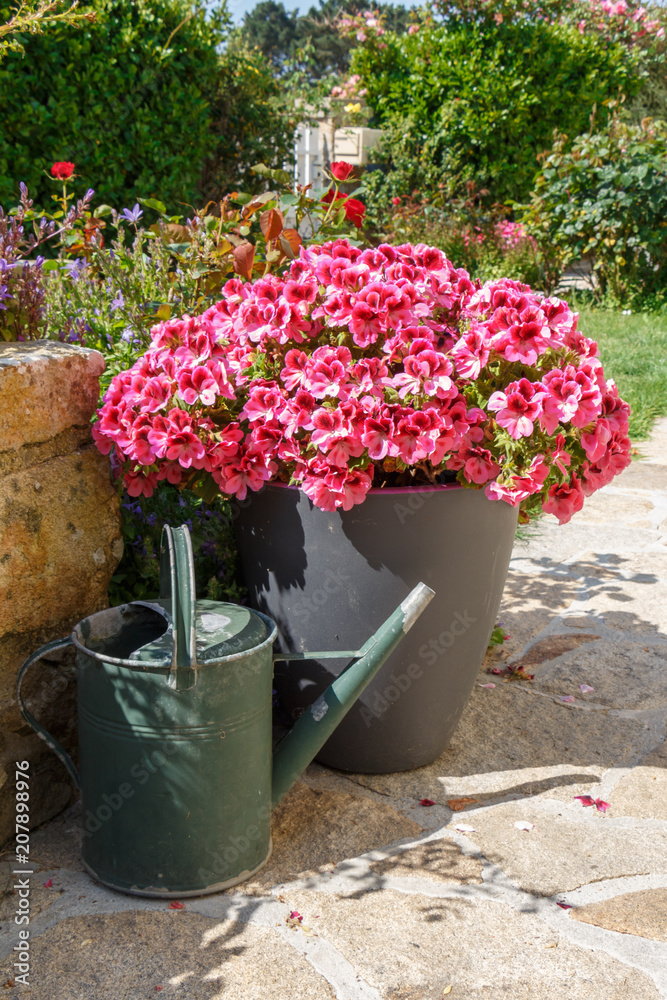 Fotografie Jardinière de géranium et arrossoir