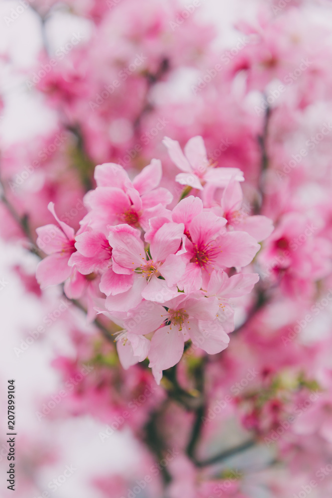 Sakura in Taiwan is blooming in February to March.