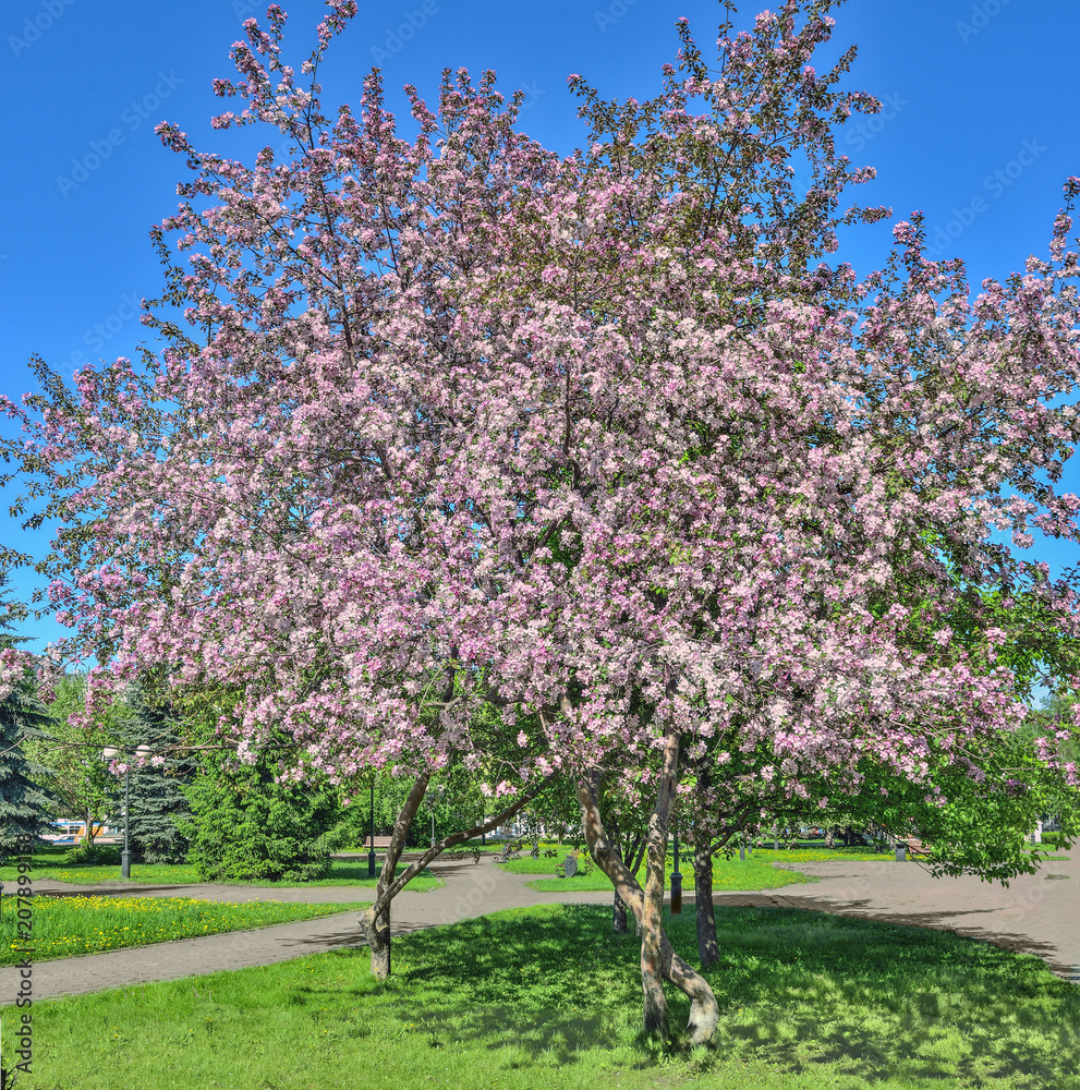 Naklejka premium Spring landscape with pink blossoming apple trees in city park