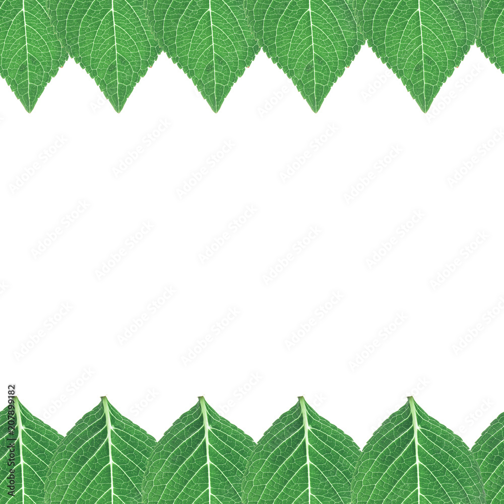 Fototapeta premium green leaves isolated seamless background, collection of green