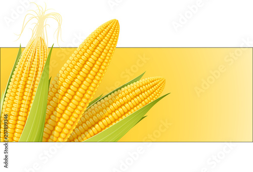 Corn cob. Organic food. Corncob natural meal. Ripe Maize.