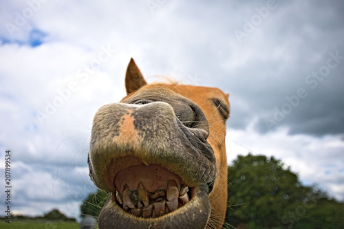 Bad tooth Funny Horse Zahnarzt Pferd lustig Teeth Werbung advertising schlechte Zähne bad teeths zahnfee fairy dentist dentista caballo © Martin