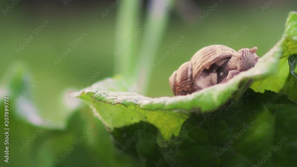 Grape snail in nature. close-up Grape snail in nature. close-up