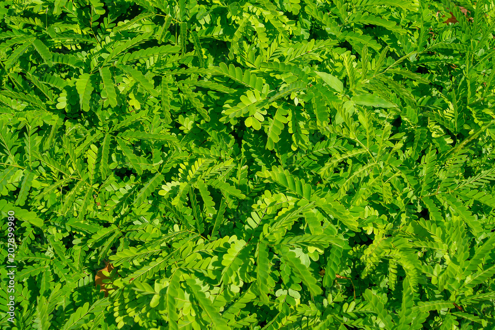 Tree branches and leaves are green on a white background. Tree branches and leaves are green on a white background.
