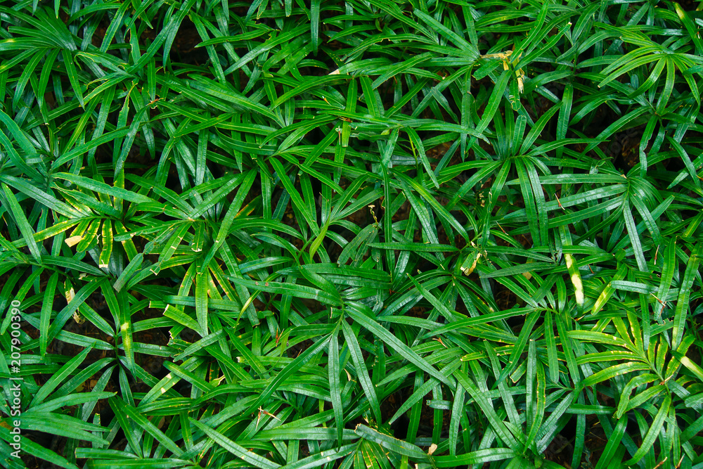 Tree branches and leaves are green on a white background. Tree branches and leaves are green on a white background.