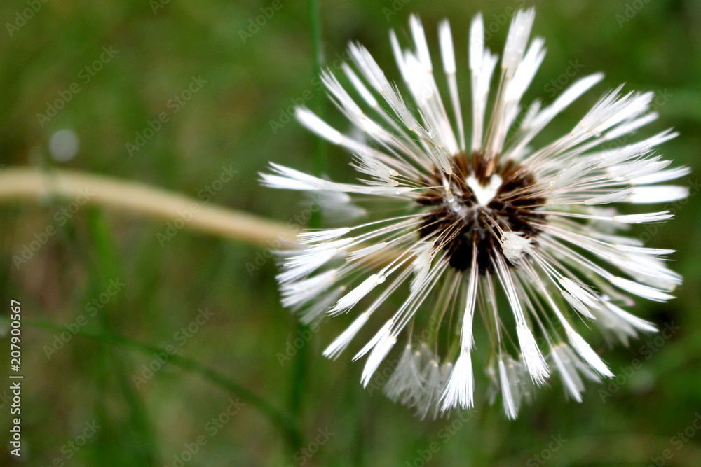Die Pusteblumen ein alter Löwenzahn auf der Wiese Die Pusteblumen ein alter Löwenzahn auf der Wiese