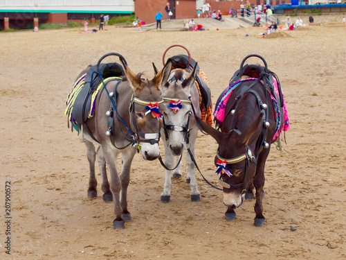 Blackpool Donkeys