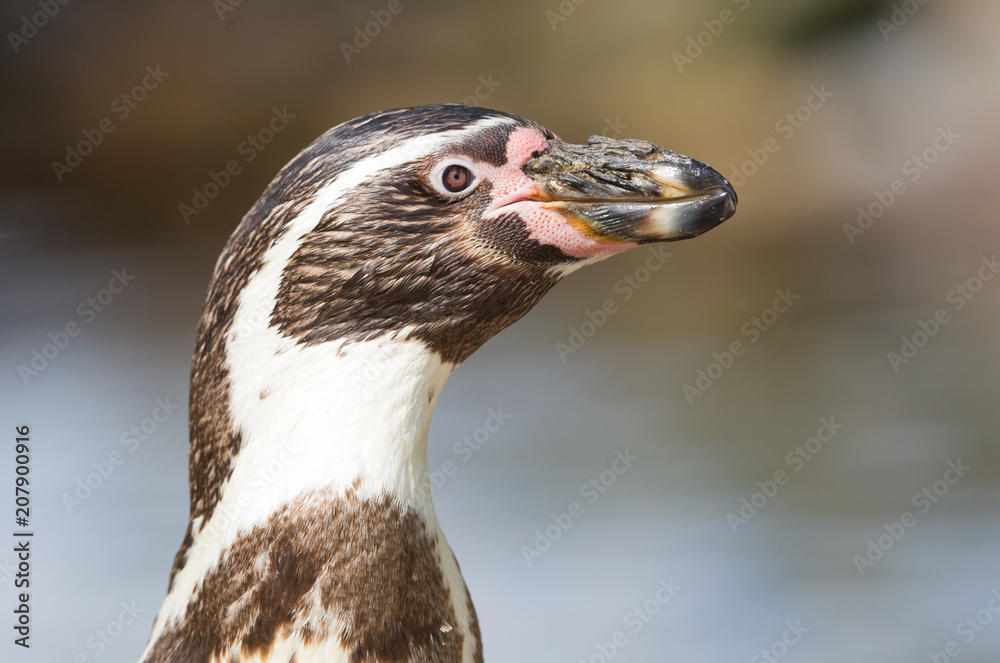 Fototapeta premium Pinguin is being fed