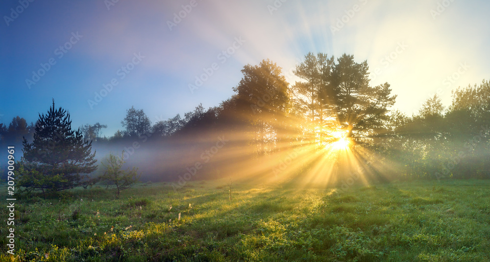 Fototapeta premium panorama landscape with sun and forest and meadow at sunrise
