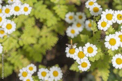 Bertram von Oben fotografiert mit Insekt auf der Blüte