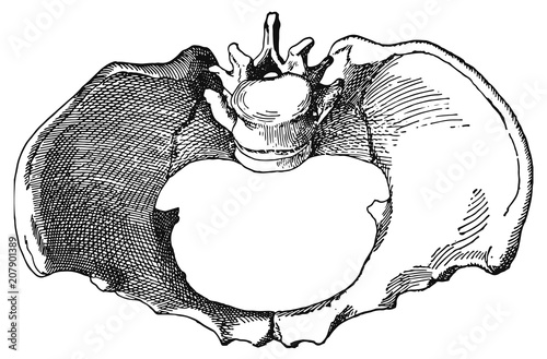 pelvis #vector #isolated - Plattes rachitisches Becken