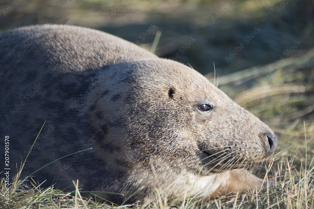 Obraz premium Donna Nook, Lincolnshire, UK – Nov 16 : A grey seal come ashore for birthing season lies in the grass on 16 Nov 2016 at Donna Nook Seal Sanctuary