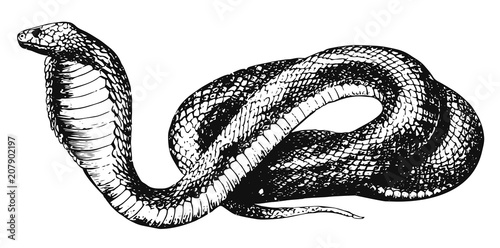 Egyptian cobra - Naja haje #vector #isolated - Uräusschlange
