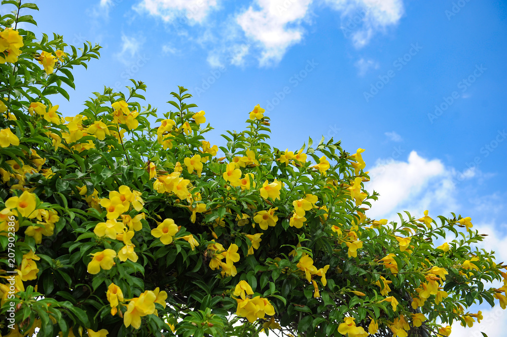 Obraz premium Flowers