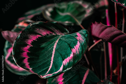 botanical calathea plant with green and pink leaves, on black photo