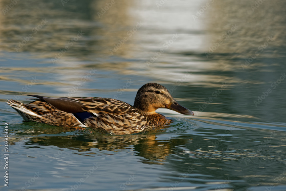 Wild duck in lake in summer morning, Slovakia, Danubian wetland, Europe Wild duck in lake in summer morning, Slovakia, Danubian wetland, Europe