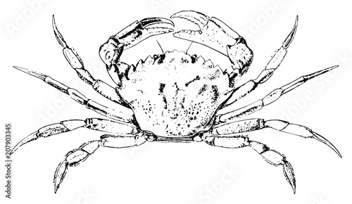 Green crab #vector #isolated - Krebs