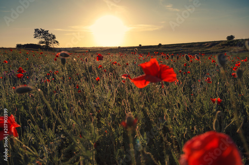 Wonderful landscape during sunrise. Blooming red poppies on field against the sun, blue sky. Wild flowers in springtime. Beautiful natural landscape in the summertime. Amazing nature Sunny scene.