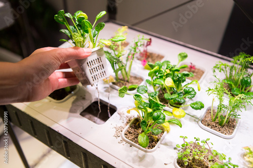 Obraz na plátně A woman grows plants. Home hydroponics