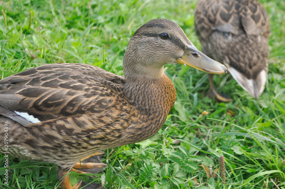 duck in the park on the grass close up duck in the park on the grass close up