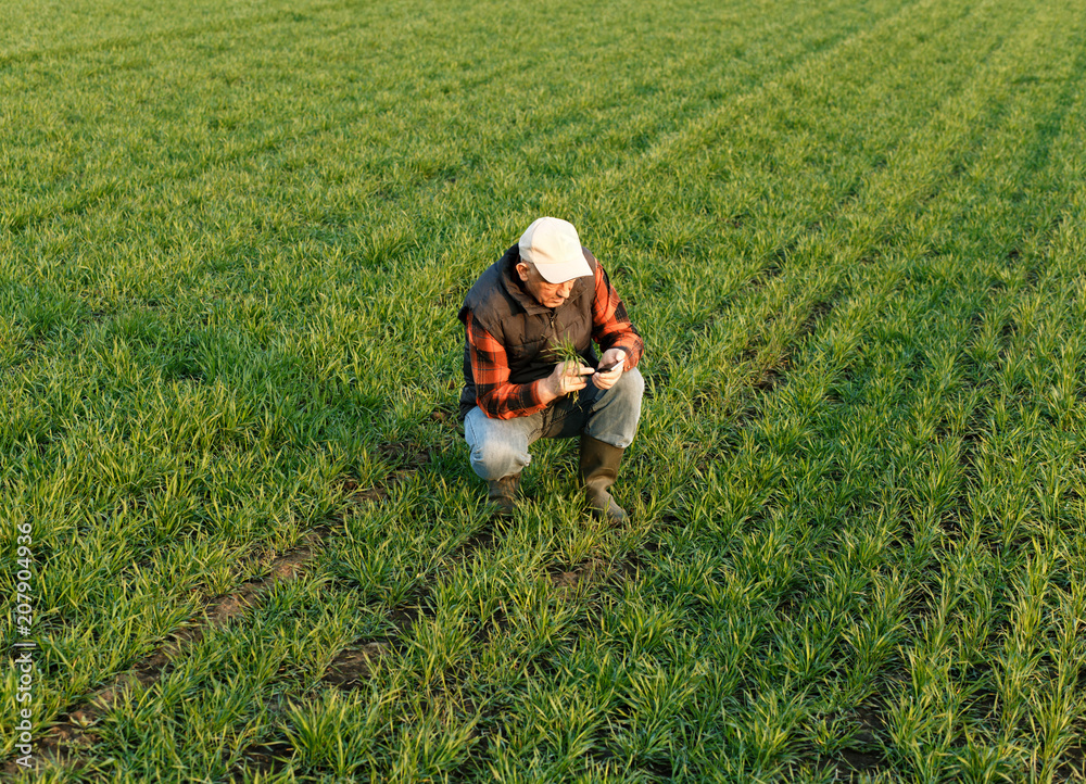 Senior farmer in wheat field examining crop in his hands at sunset. Senior farmer in wheat field examining crop in his hands at sunset.