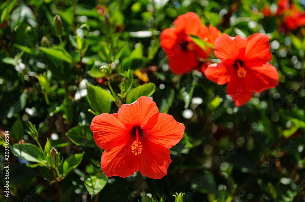 Flowers Flowers