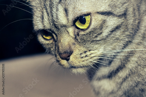 Plakat Katze Portrait 