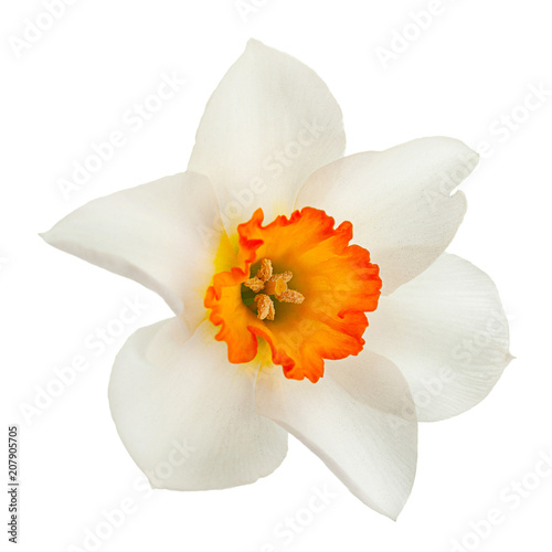 Fototapeta Naklejka Na Ścianę i Meble -  Narcissus spring flower on white