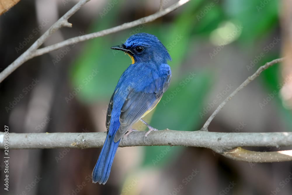 hill blue flycatcher hill blue flycatcher