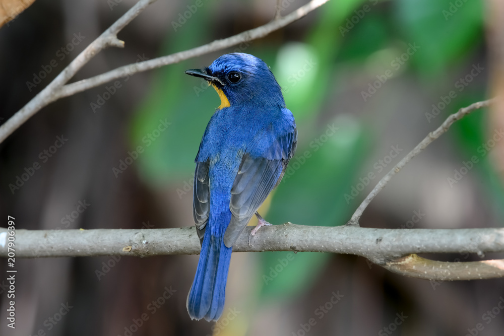 Obraz premium hill blue flycatcher