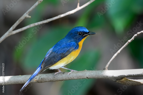 hill blue flycatcher © joesayhello