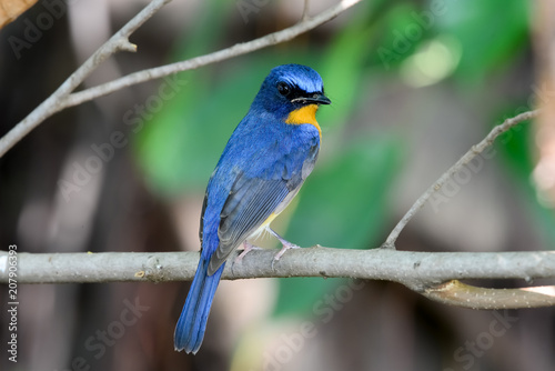 hill blue flycatcher © joesayhello